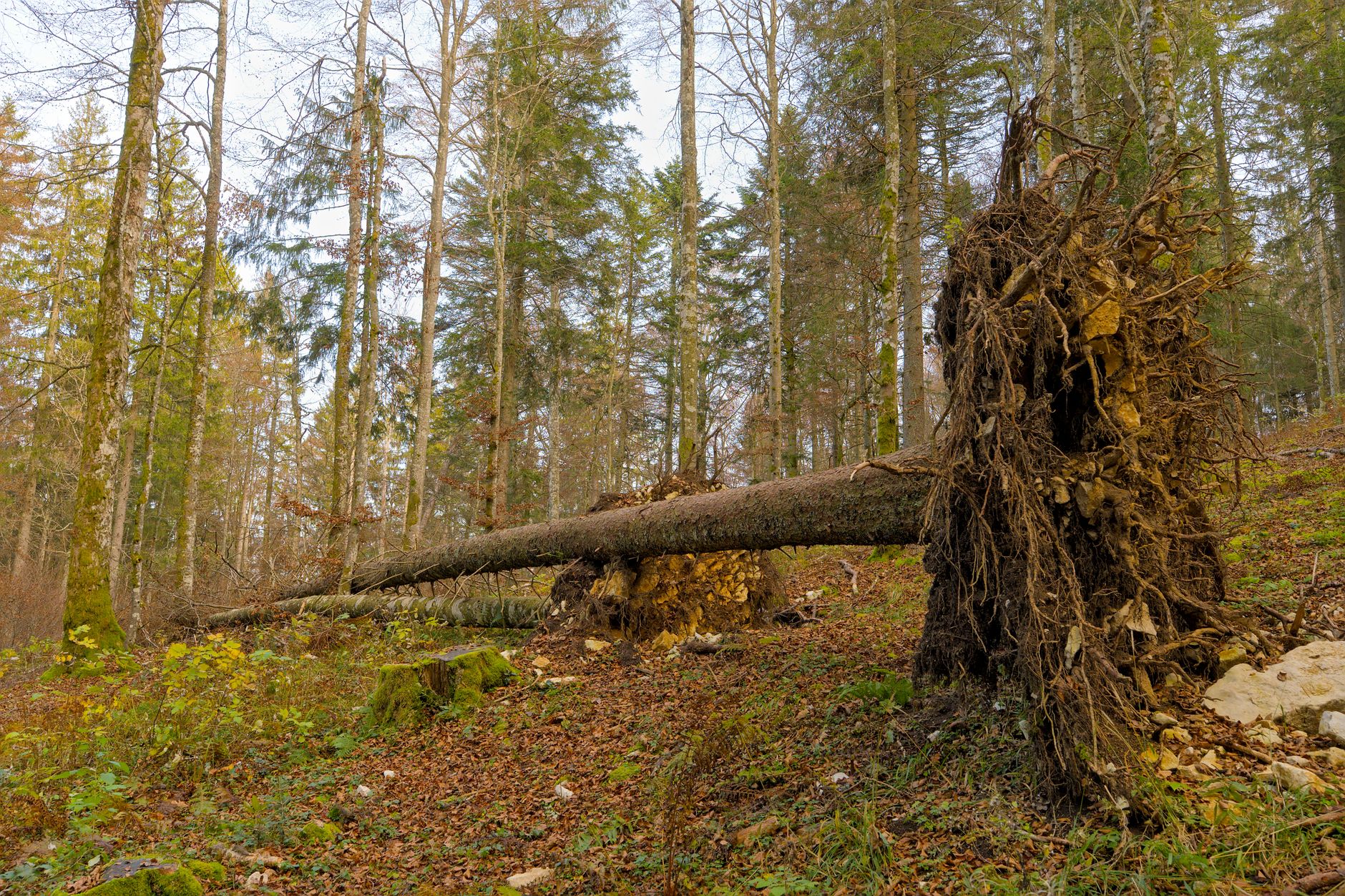 Enlèvement arbre urgence équipe à Vienne
